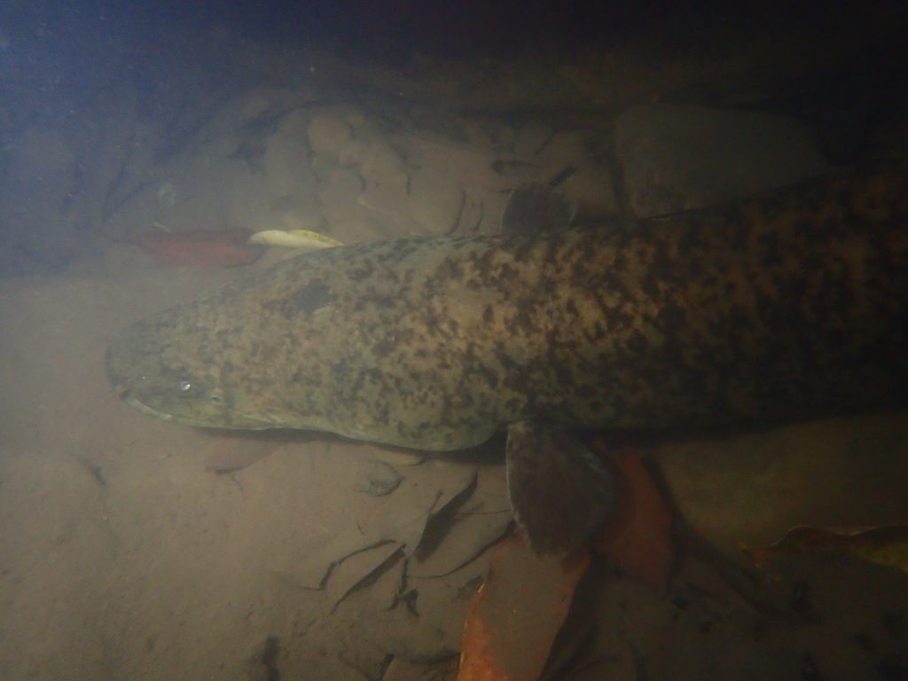 オオウナギがどん