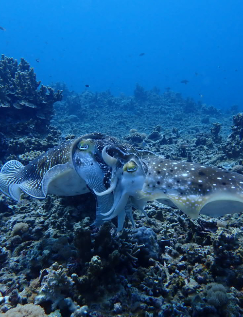 コブシメの繁殖行動 2023 4/23