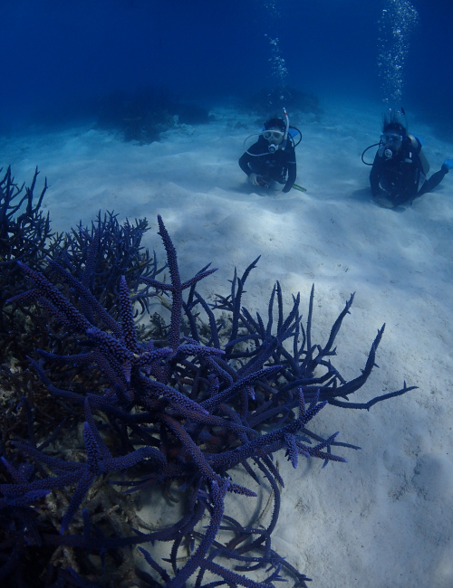 体験ダイビングも開催中 2022 3/15