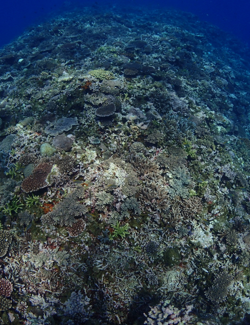 サンゴもカラフル 2022 3/17