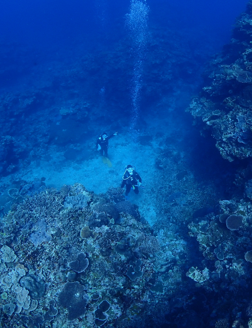 海底からピース 2022 3/16