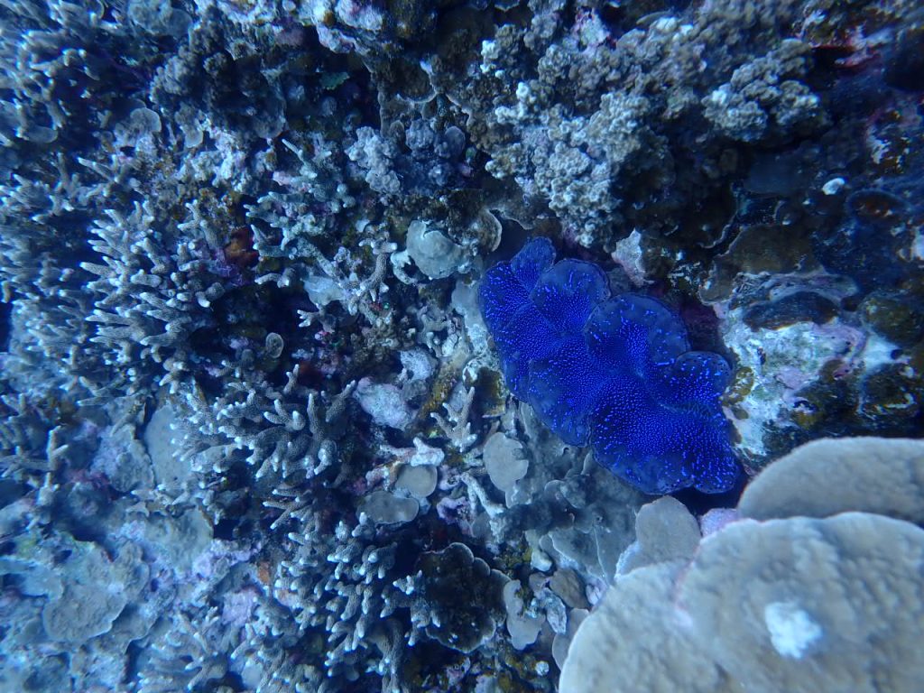 うりずんのヒレシャコ 