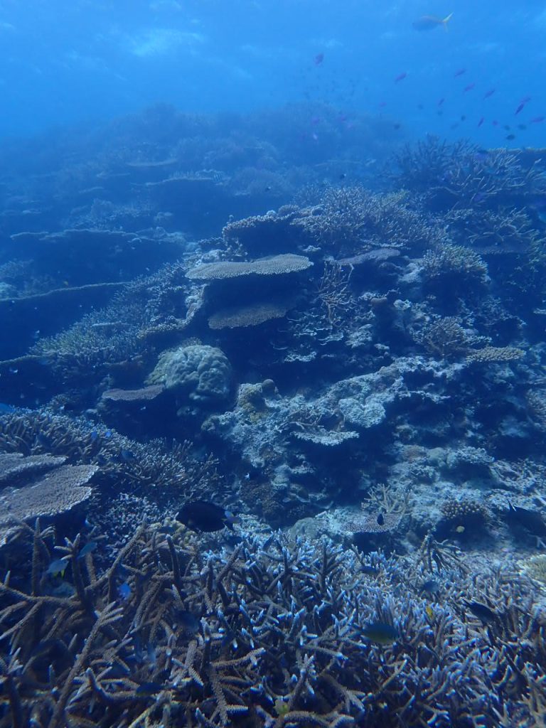 西表のサンゴ礁見事