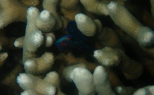 2026年春のニシキテグリ