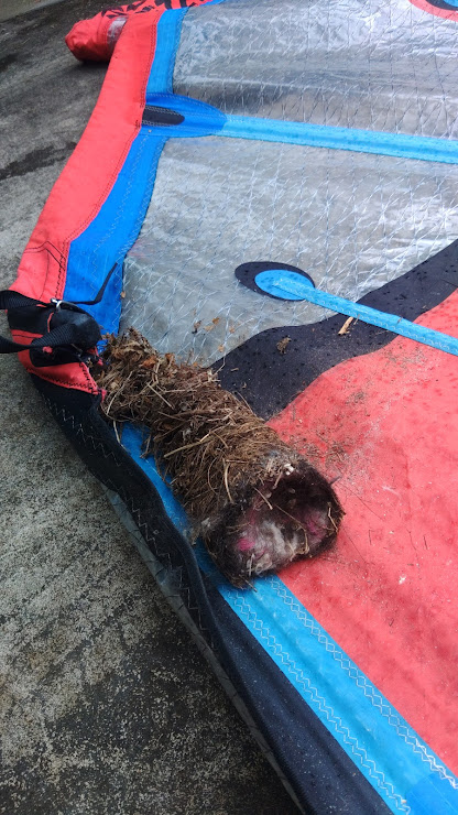 シジュウカラの巣