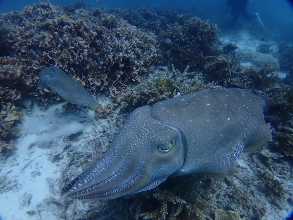 コブシメ劇場その1