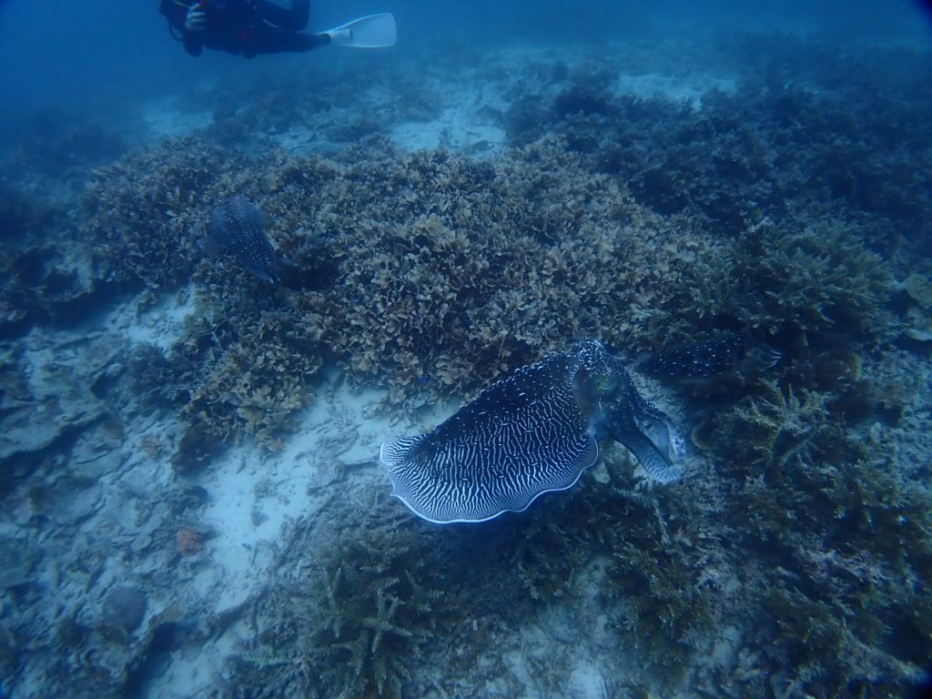 コブシメの繁殖期