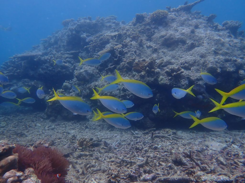 体験ダビングでお魚まみれ