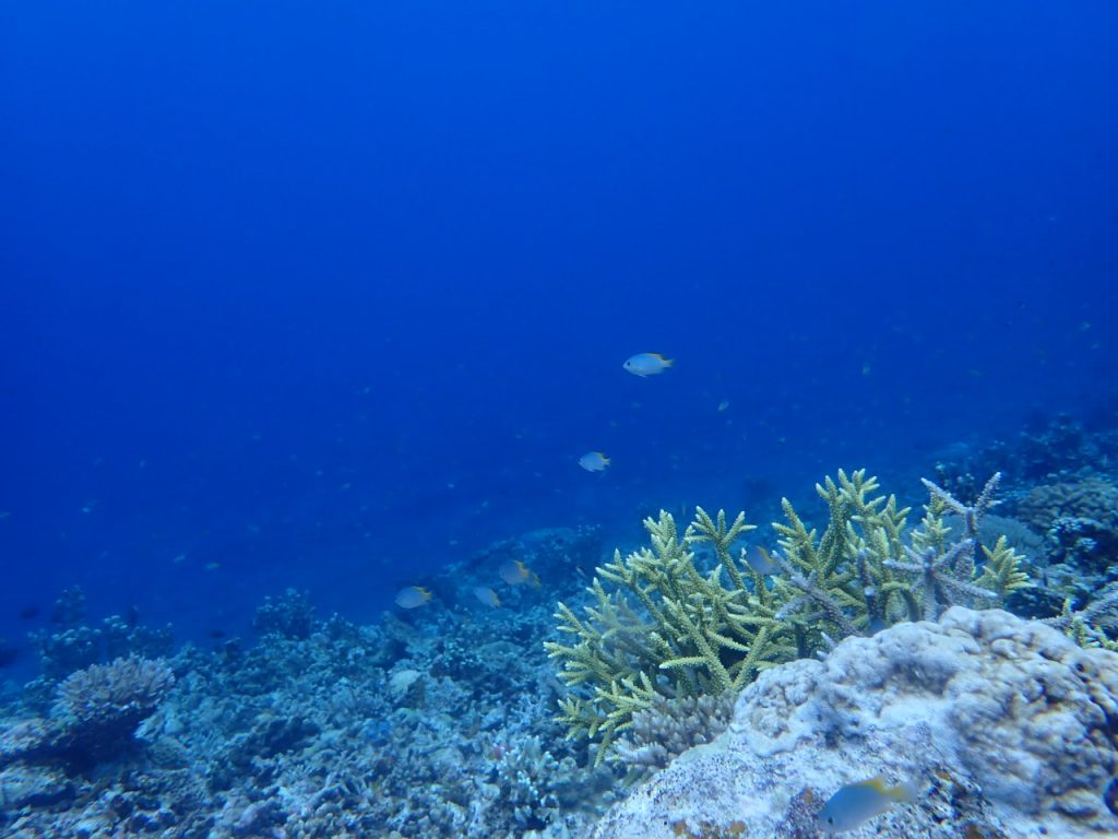 アサドスズメダイの繁殖行動