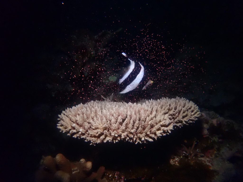 サンゴの産卵直前