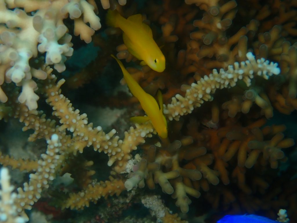 キイロサンゴハゼの恋季節