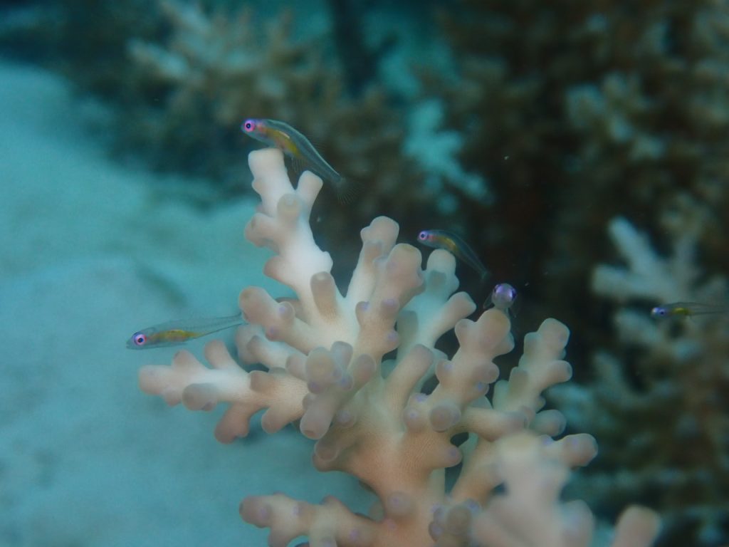 アカメハゼの幼魚
