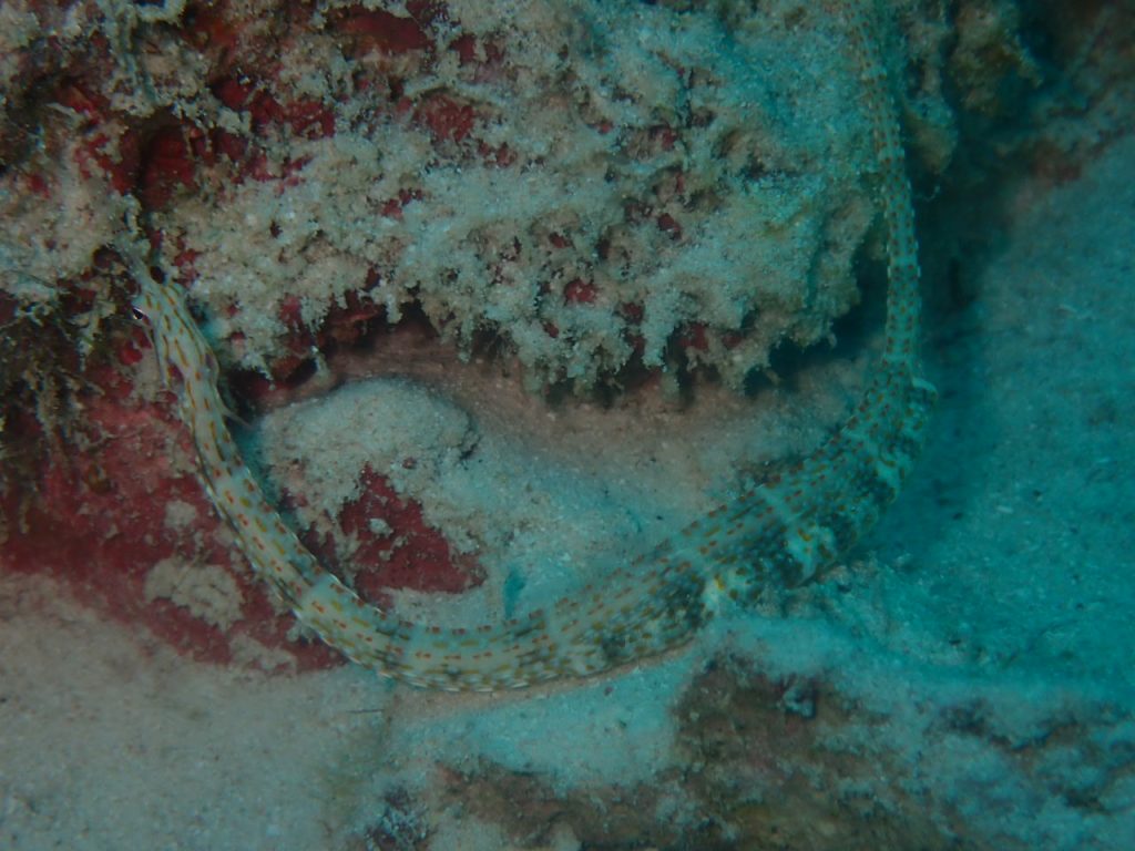クチナガイシヨウジの抱卵