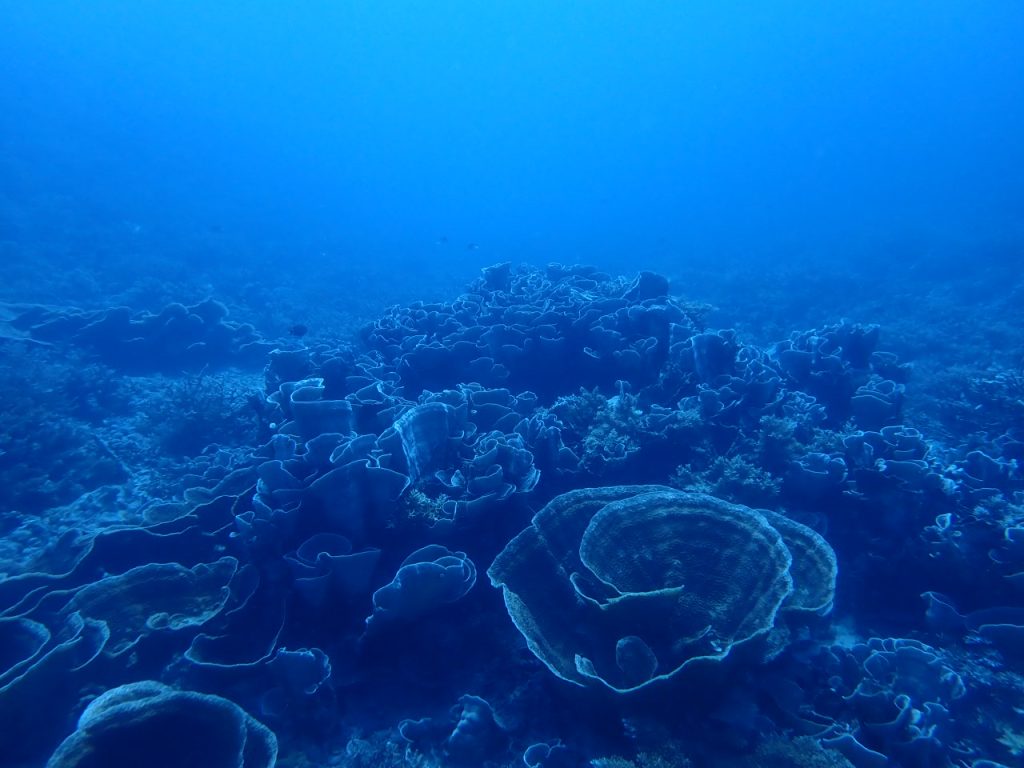ヒラリュウキュウキクカ　西表島