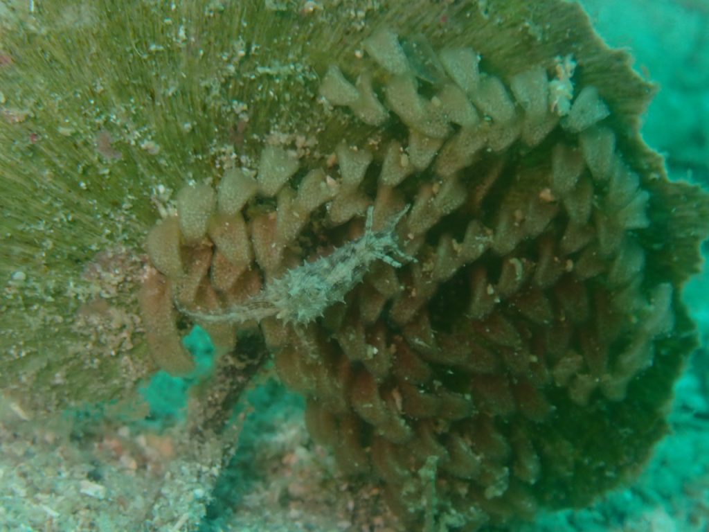 ハゴロモにウミウシ