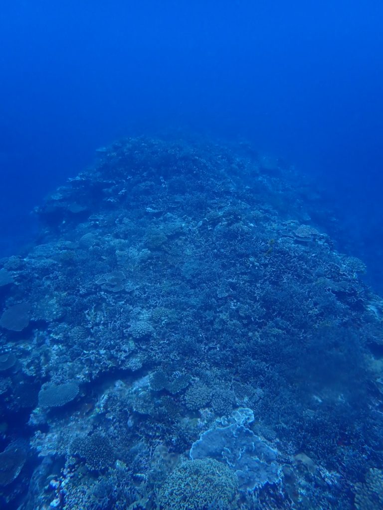 青い水中風景 西表