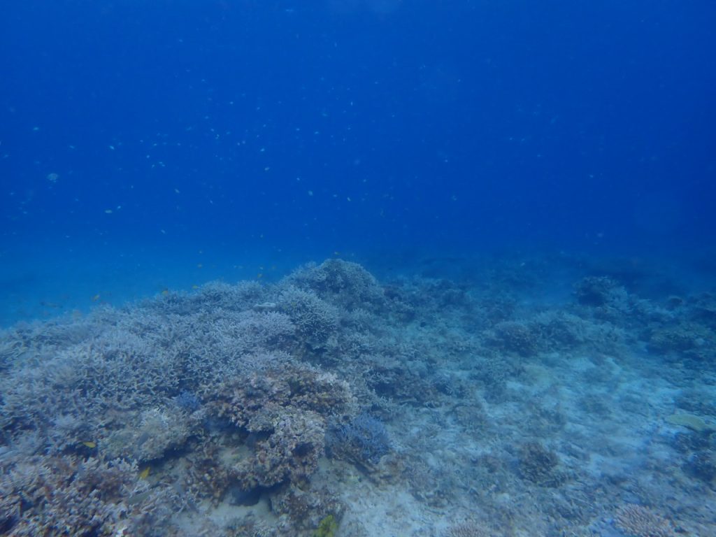 静寂な朝の水中