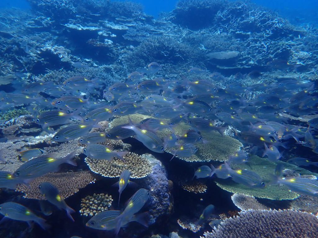 夏 ノコギリダイ