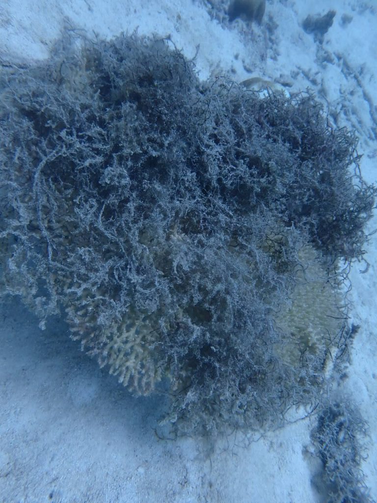 流れ藻による光合成不良