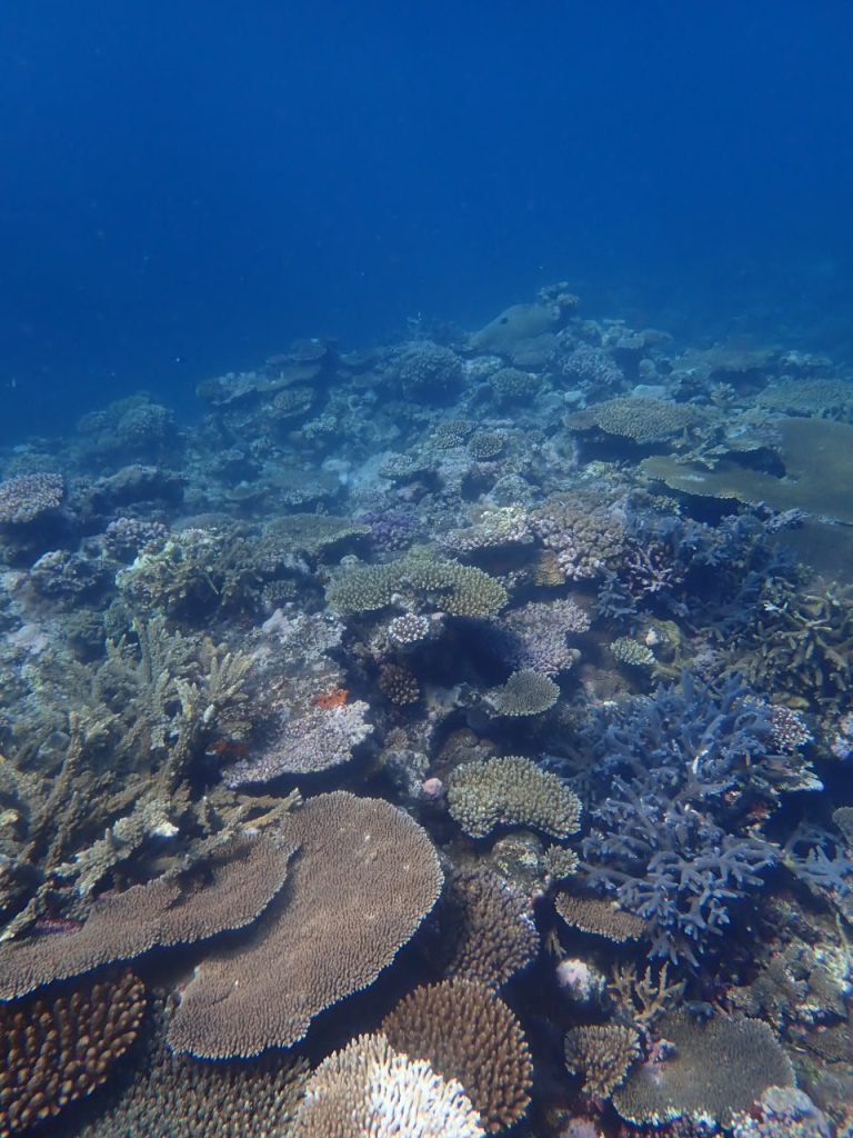 サンゴ坂