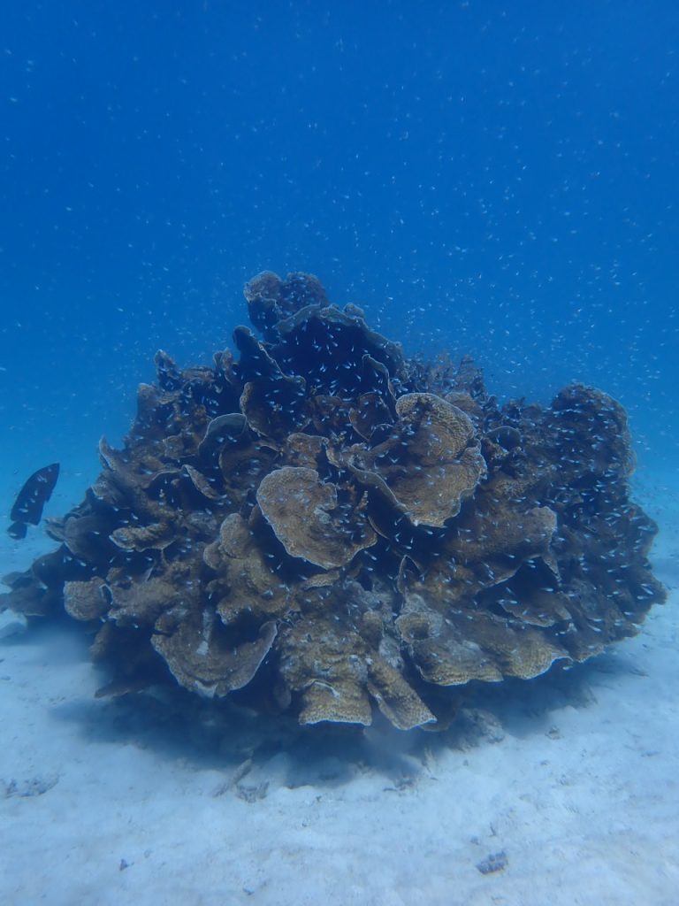 砂地にヒラリュウキュウキクカサンゴ
