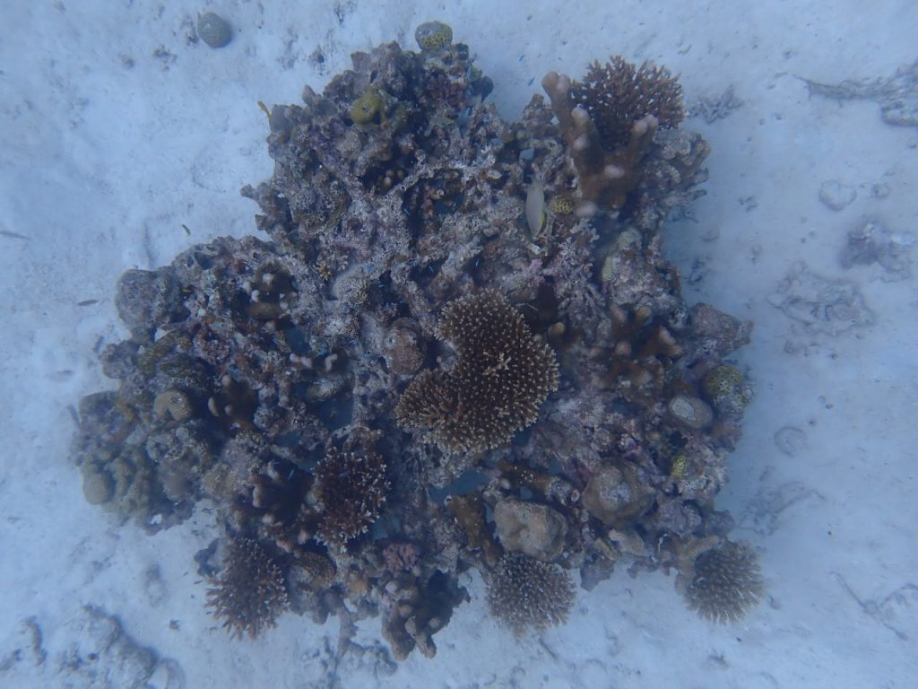 サンゴの軌跡