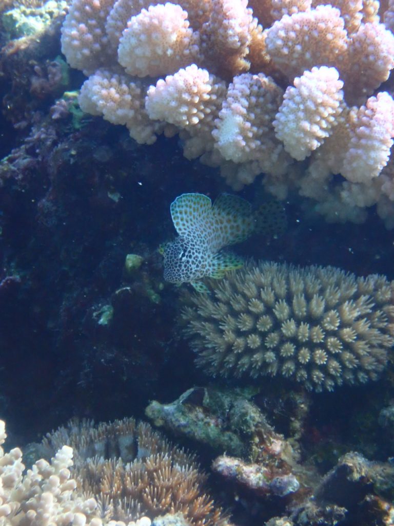 セダカギンポ幼魚　西表島