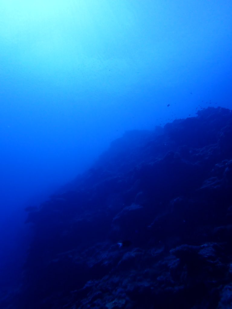 西表の水中景観は最高