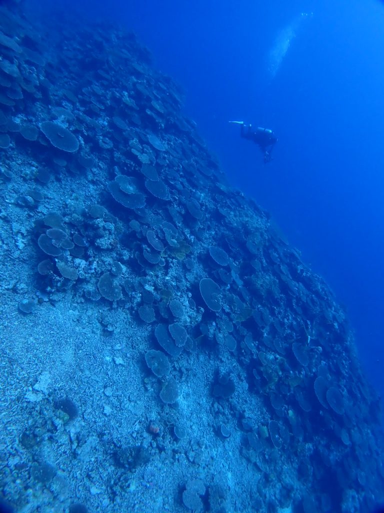 サンゴの現状を撮影するカメラマン