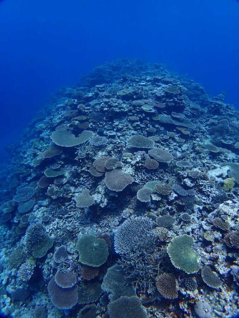 水深１０m以深のサンゴ